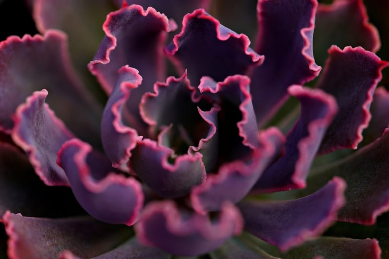 Cactus/Succulent Mix